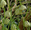 Fritillaria thunbergii 9cm £9.95