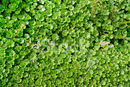 Gunnera