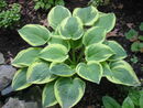 Hosta 'Wide Brim' Jumbo plug €3.95