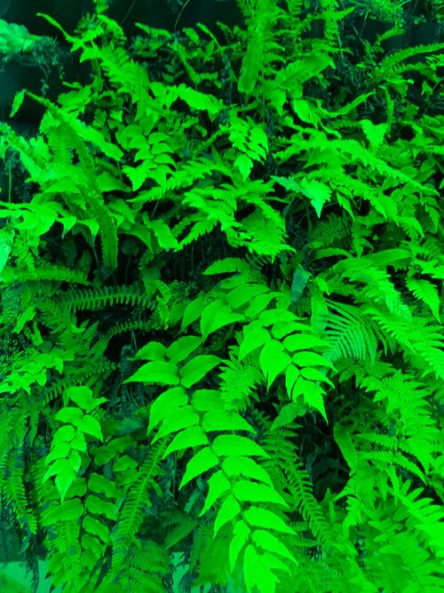 12 mixed ferns for living wall €39.00.