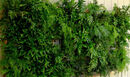 9 x Cyrtomium fortunei 'Clivicola' 9cm for living wall €32.00.