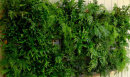 The living wall collection- 7 hardy ferns £26.00