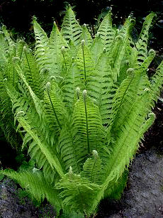 Matteuccia struthiopteris - Shuttlecock/Ostrich Fern 9cm £3.95