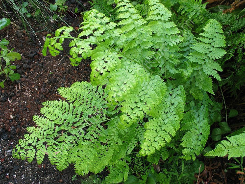 Microlepia speluncae- Limpleaf Fern 9cm £4.50