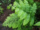 Microlepia speluncae- Limpleaf Fern 9cm £4.50