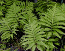 Onoclea