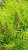 Osmunda regalis - Royal Fern 9cm €4.95 Sold out Osmunda regalis - Royal Fern 9cm €4.95