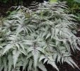 Athyrium nipponicum 'Silver Falls' 9cm £4.95