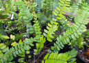 Pellaea falcata Sickle Fern