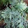 Phlebodium aureum 'Blue Star' 9cm £4.95