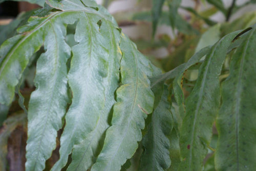 The exotic fern collection- 7 named ferns only £33.00 including delivery