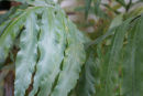 The exotic fern collection- 7 named ferns only £33.00 including delivery