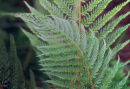 Polystichum setiferum 'Pulcherrimum Bevis'