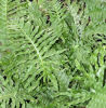 Polypodium 'Whitley Giant'