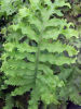 <i>Phlebodium aureum</i> 'Mandaianum' Sold out