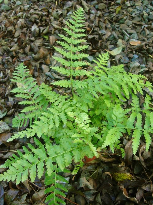 Polystichum braunii Braun's Holly Fern 9cm for sale in Ireland