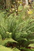 Polystichum munitum - Western Sword Fern AGM plug €2.95