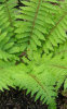 Polystichum retroso-paleaceum -