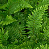 Polystichum setiferum 'Dahlem' 9cm £3.95