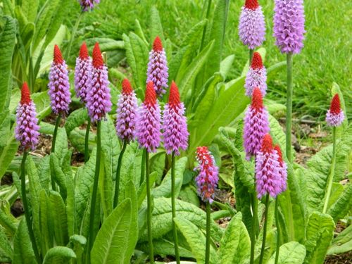 Primula vialii - Orchid primula 7cm pot £3.50