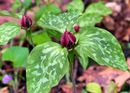 Trillium recurvatum- Flowering size rhizome £6.95