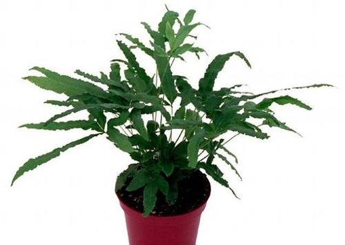 Pteris cretica 9cm £4.95