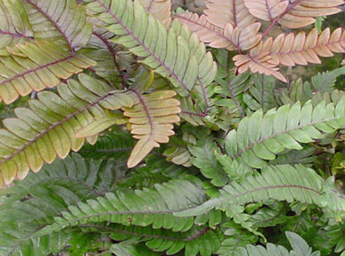 Pteris quadriaurita 'Tricolor'- Painted Brake Fern 1 litre £6.95