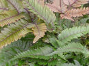 Pteris quadriaurita 'Tricolor'- Painted Brake Fern 1 litre £6.95
