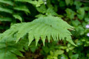 Dryopteris clintoniana - Clinton's Wood Fern 9cm s€4.95