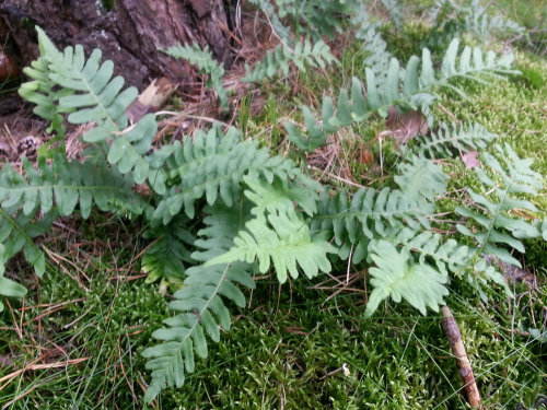 Polypodium vulgare - Common Polypody- 9cm £3.95