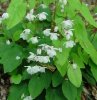 Epimedium 'Alabaster'