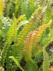 Blechnum penna-marina - Little Hard Fern sold out Blechnum penna-marina - Little Hard Fern 9cm €5.95