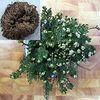 Selaginella for indoors