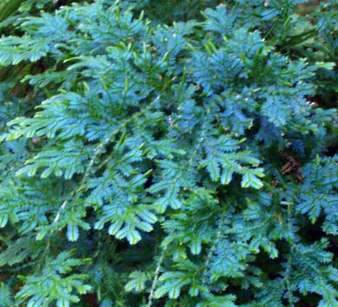 Selaginella uncinata (Rainbow Spikemoss) sold out