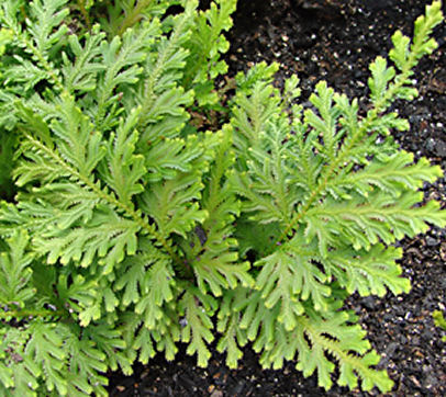 Selaginella moellendorfii - Gemniferous Spikemoss 9cm £8.95