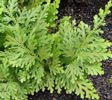 Selaginella moellendorfii - Gemniferous Spikemoss 9cm £8.95