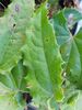 Epimedium spp. 'Sphinx Twinkler' (syn. 'Spine Tingler’) 9cm €5.95 Epimedium spp. 'Sphinx Twinkler' (syn. 'Spine Tingler’) for sale Ireland