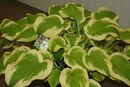 Hosta 'Spring Morning' Jumbo plug €3.95