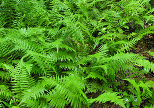 <i>Thelypteris noveboracensis</i> New York Fern Sold out