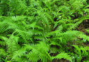 <i>Thelypteris noveboracensis</i> New York Fern Sold out