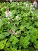 Tiarella 'Spring Symphony' 1 litre €6.95 Tiarella 'Spring Symphony' for sale Ireland
