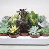 Tiny succulent 6cm €2.50