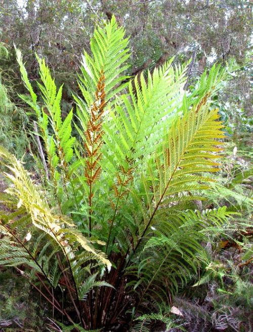 <i>Todea barbara</i> King Fern