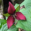 Trillium erectum - Flowering size rhizome £6.95