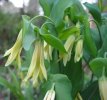 uvularia
