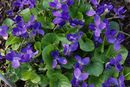 Viola