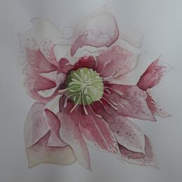 Pink Hellebore