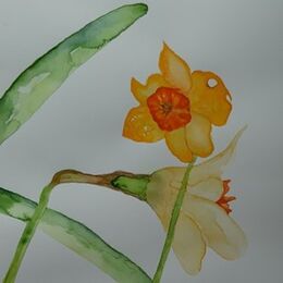 Daffodils