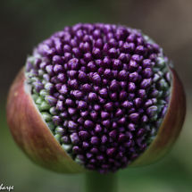 Awakening Allium