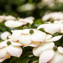 Cornus 'Chinese Dogwood'
